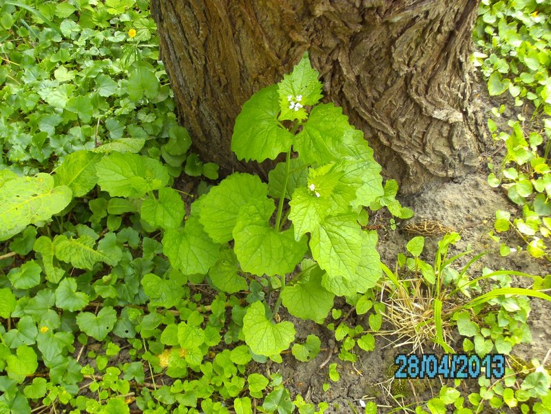 2013-04-28-Plantes alimentaires